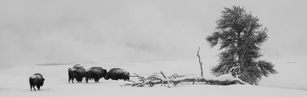 Art Print: USA-Wyoming-Yellowstone National Park Bison herd in snow