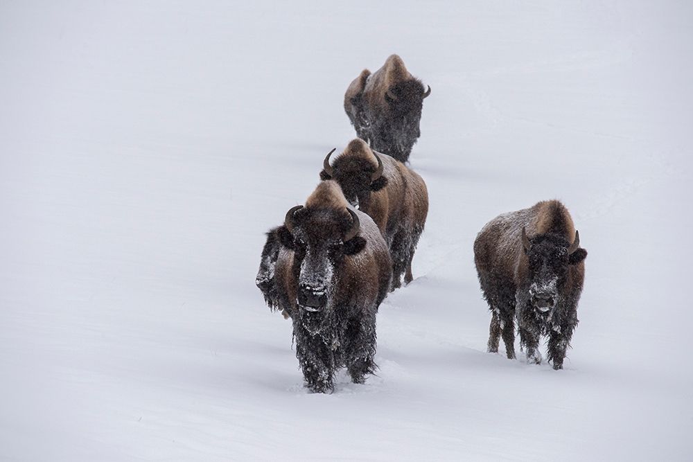 Art Print: USA-Wyoming-Yellowstone National Park Bison herd in the snow