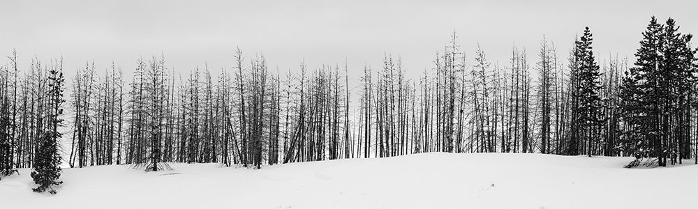 Art Print: USA-Wyoming-Yellowstone National Park Winter line of trees