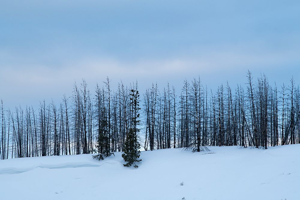 Art Print: USA-Wyoming-Yellowstone National Park Winter line of trees