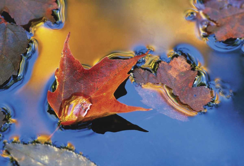 Art Print: Northeast, Maple Leaf Floating Down Stream