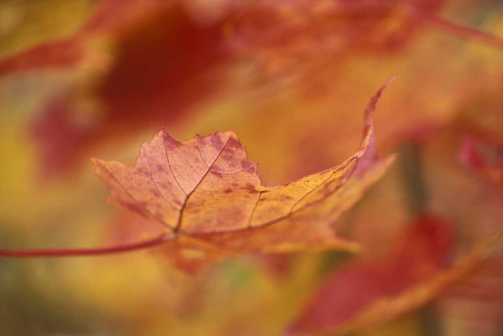 Art Print: USA, Northeast, Red Maple Leaf in Fall