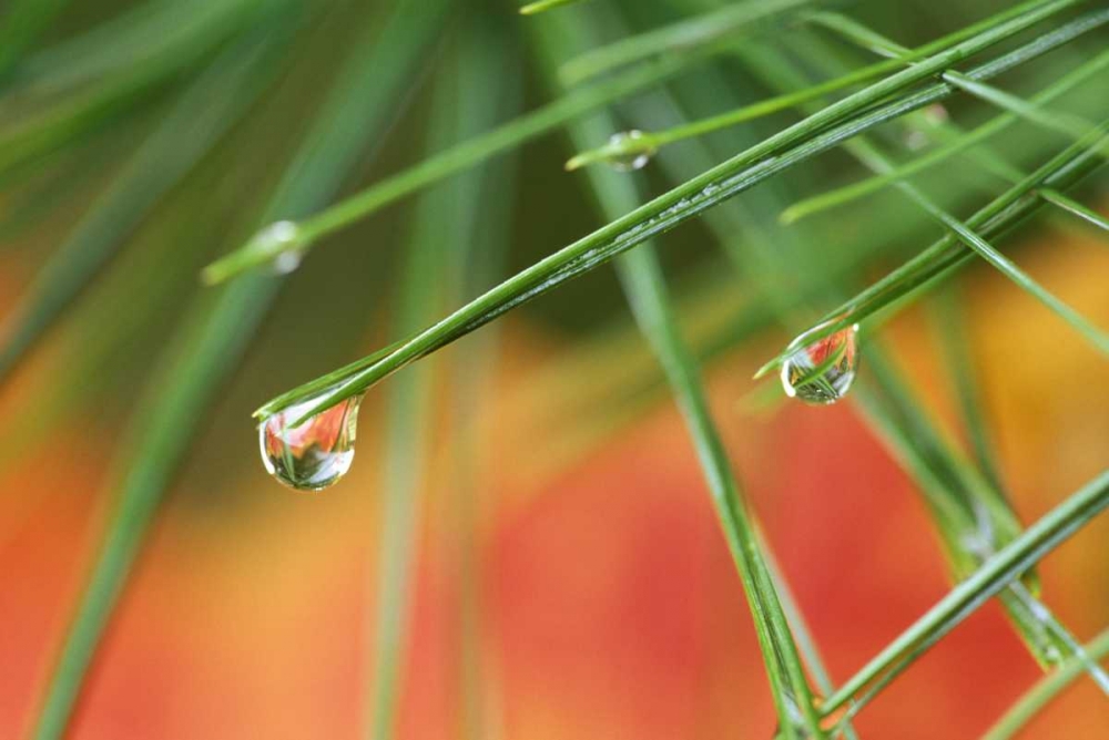 Art Print: Northeast, Pine tree needles with waterdrop