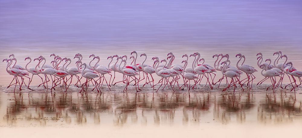 Art Print: Comrades in color