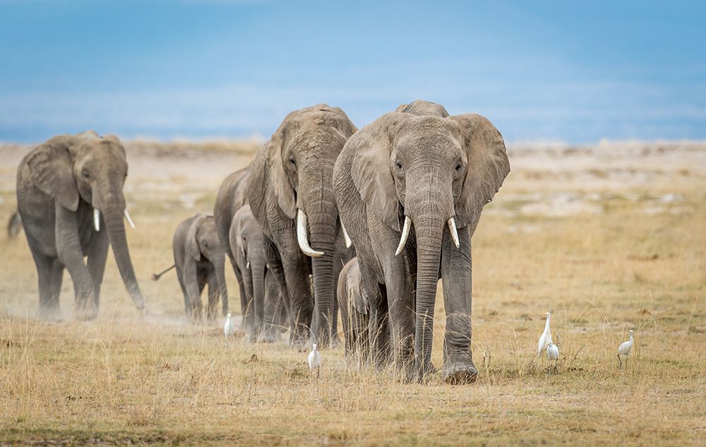Art Print: The worlds greatest parade.