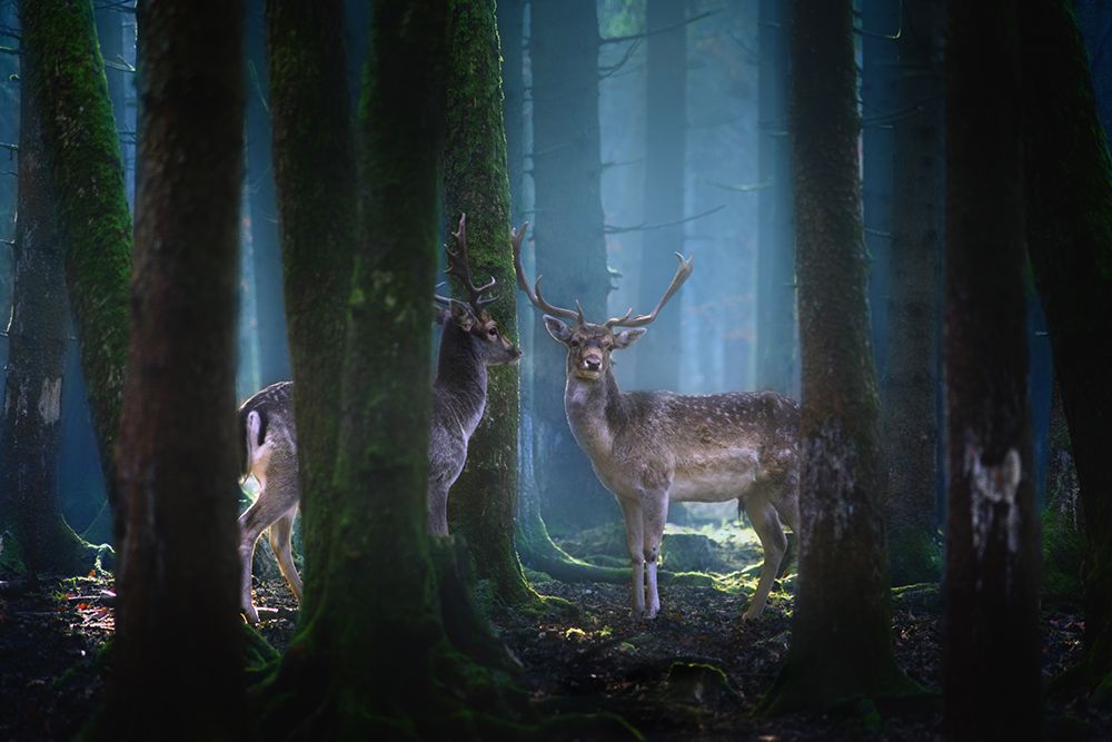 Art Print: Deers