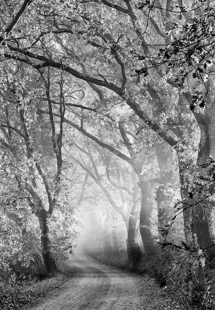 Art Print: Tuscan Dream Alley