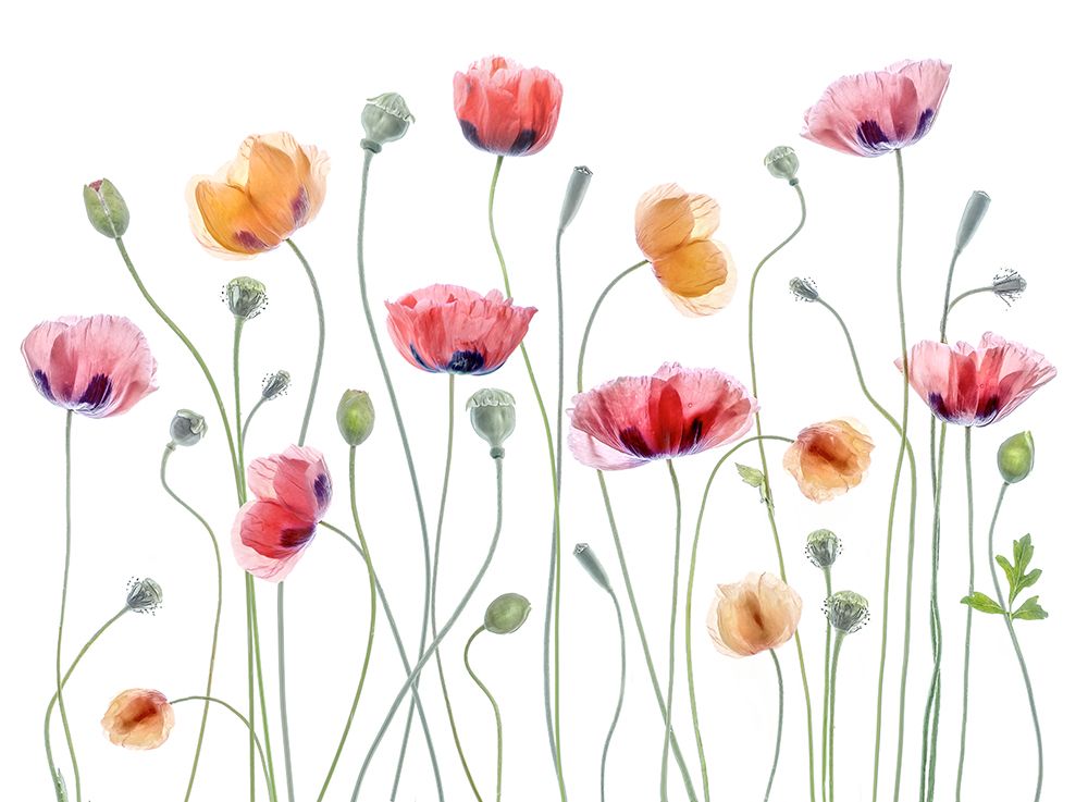 Art Print: Papaver Party
