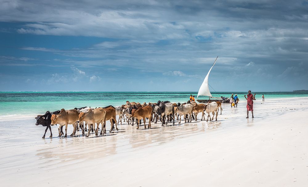Art Print: Masai cattle on Zanzibar beach