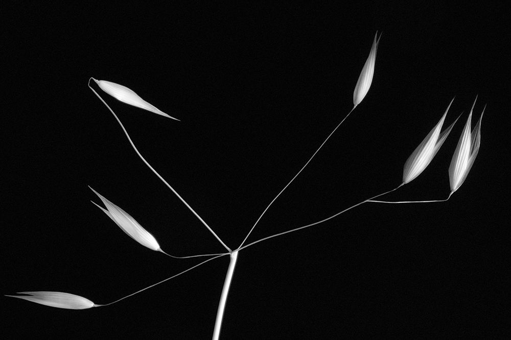 Art Print: Light And Simplicity