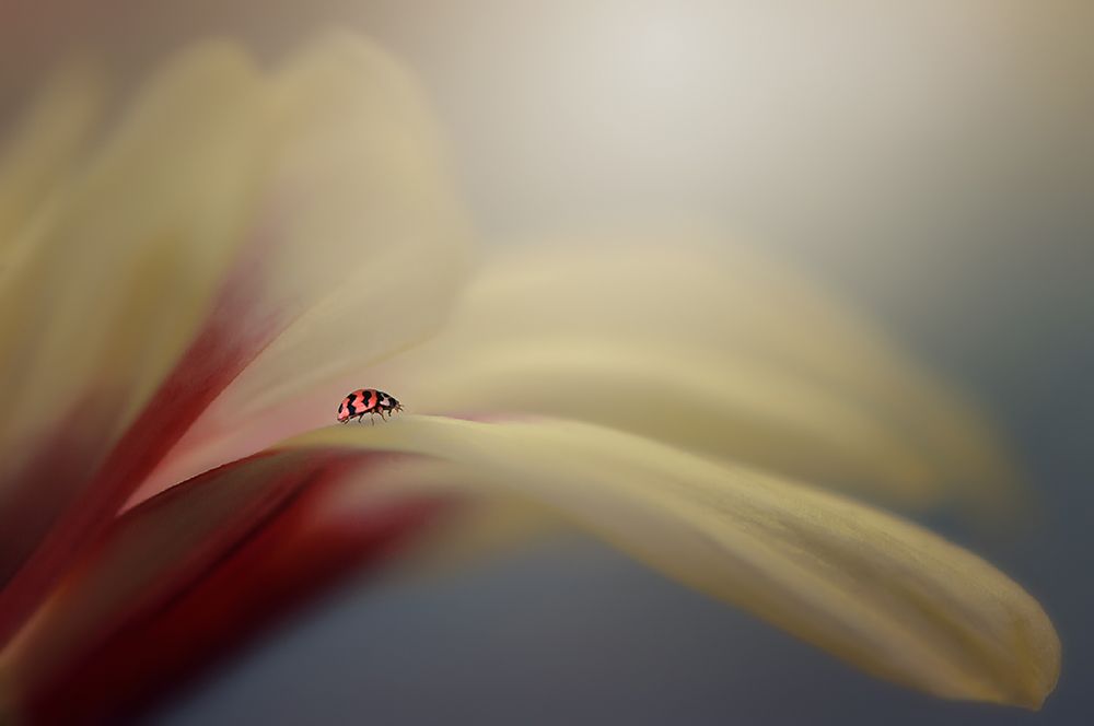 Wall art: The Journey, by Pamungkas, Edy