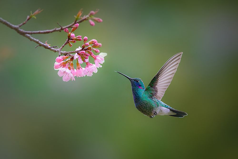 Art Print: Fronte-violeta