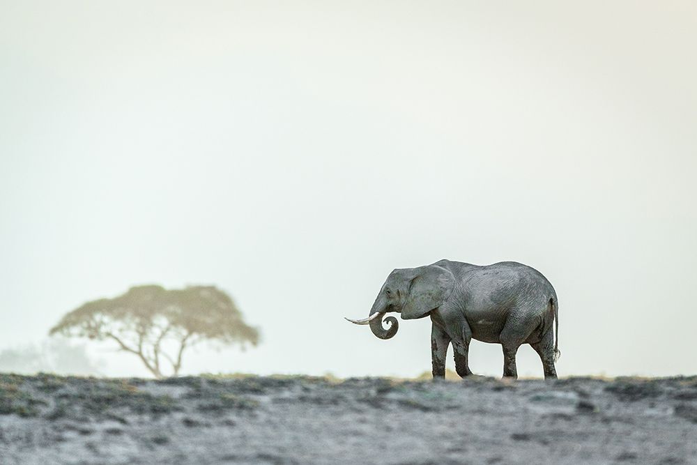 Art Print: Monochromatic color