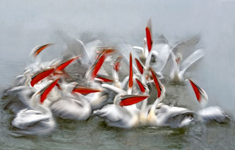 Wall Art Painting id:466158, Name: Pelicans In Motion Blur, Artist: Ortega, Xavier