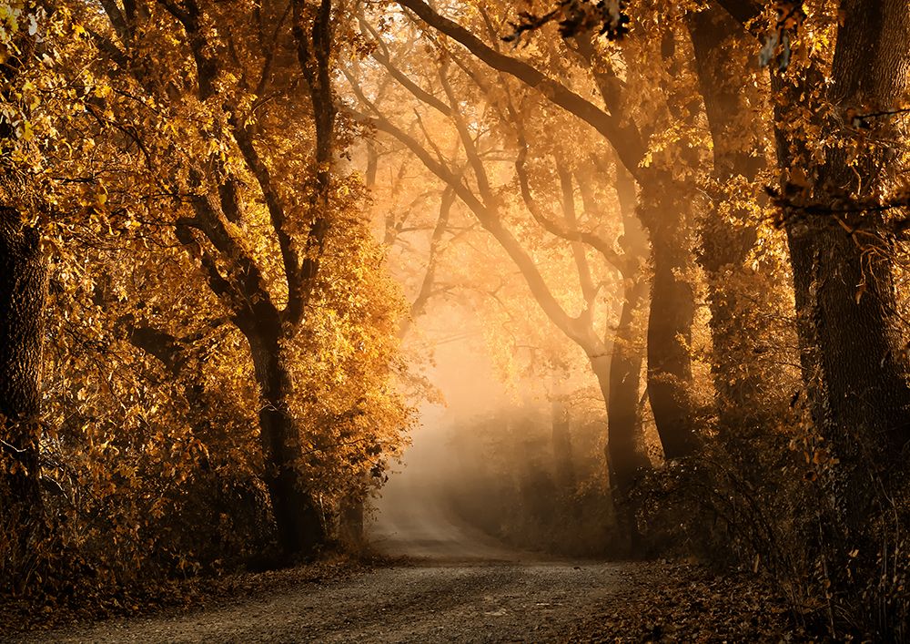 Art Print: Tuscan Dream Alley III