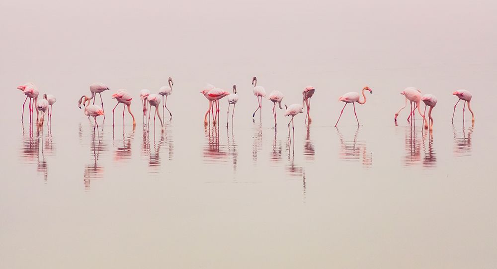 Art Print: Water Ballet