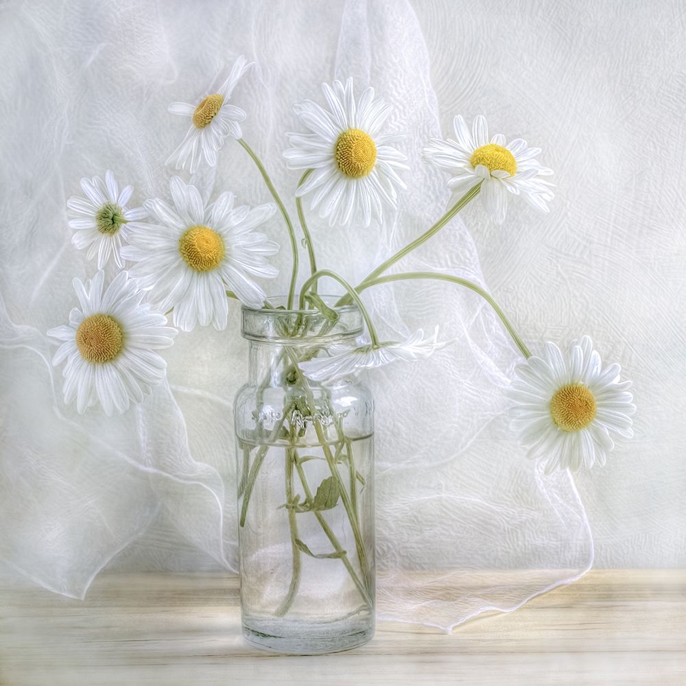 Art Print: Daisies