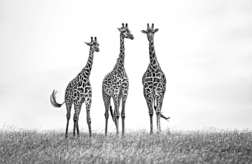 Wall Art Painting id:467537, Name: Giraffes In The  Mara Plains, Artist: Ortega, Xavier