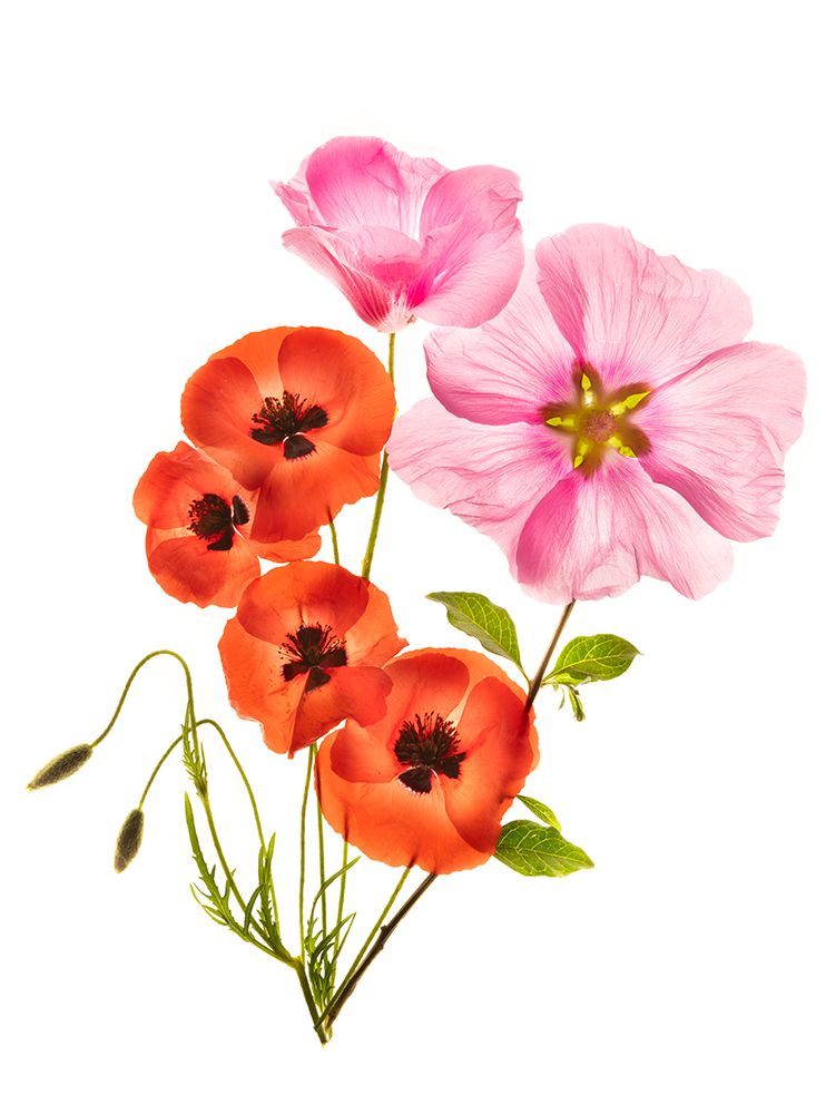 Art Print: Flower Composition Iii