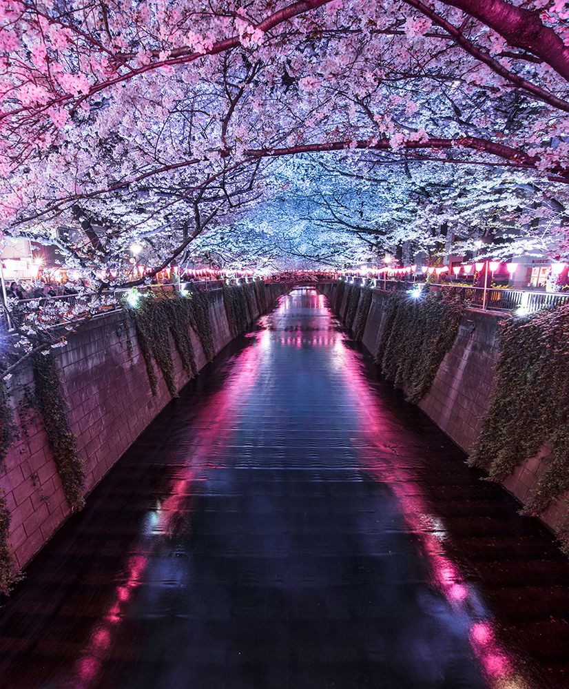 Wall art: Sakura Season, by F4 Passion