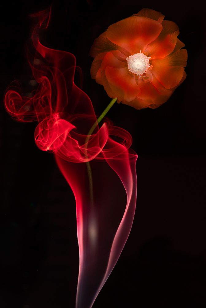 Art Print: Red Buttercup