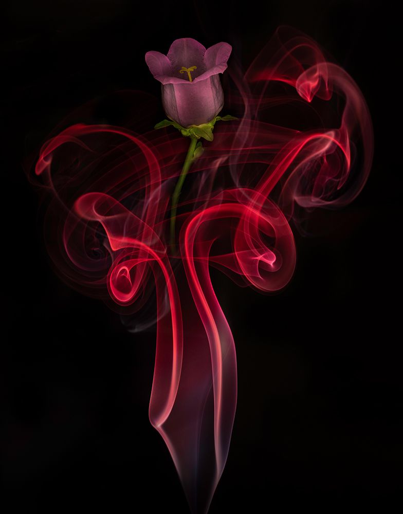 Art Print: Campanula Bell Dance