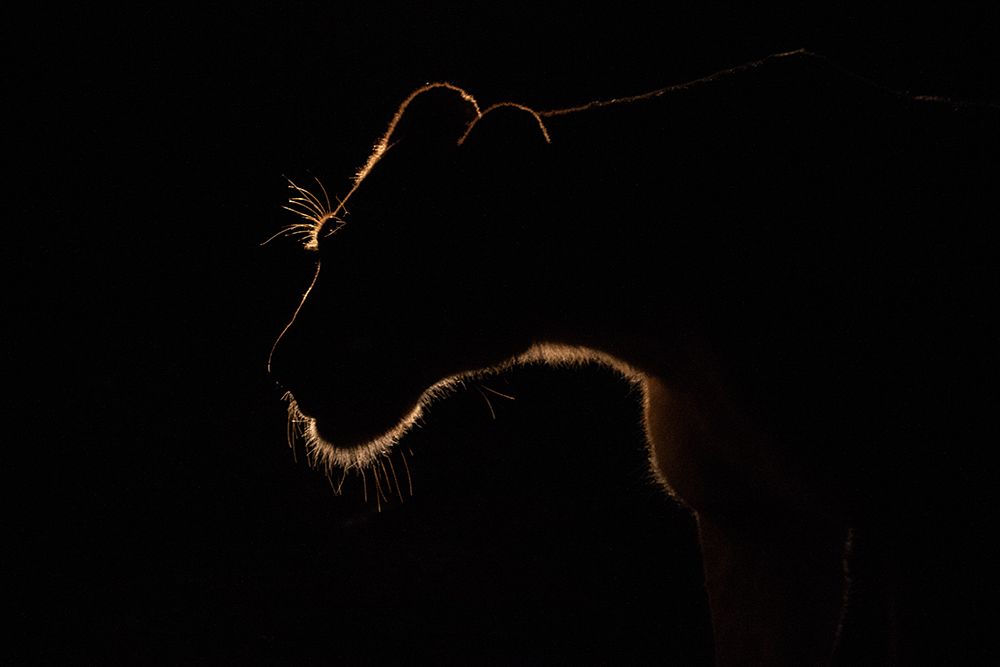 Wall Art Painting id:494284, Name: Untitled, Artist: Eichelberg, Amnon