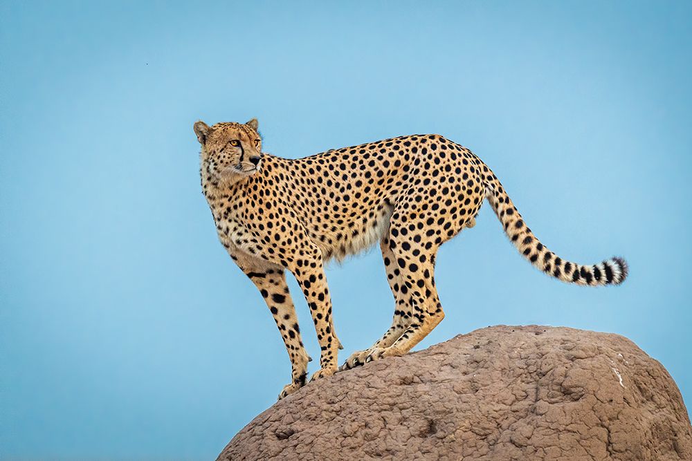 Art Print: Cheetah in the blue hour
