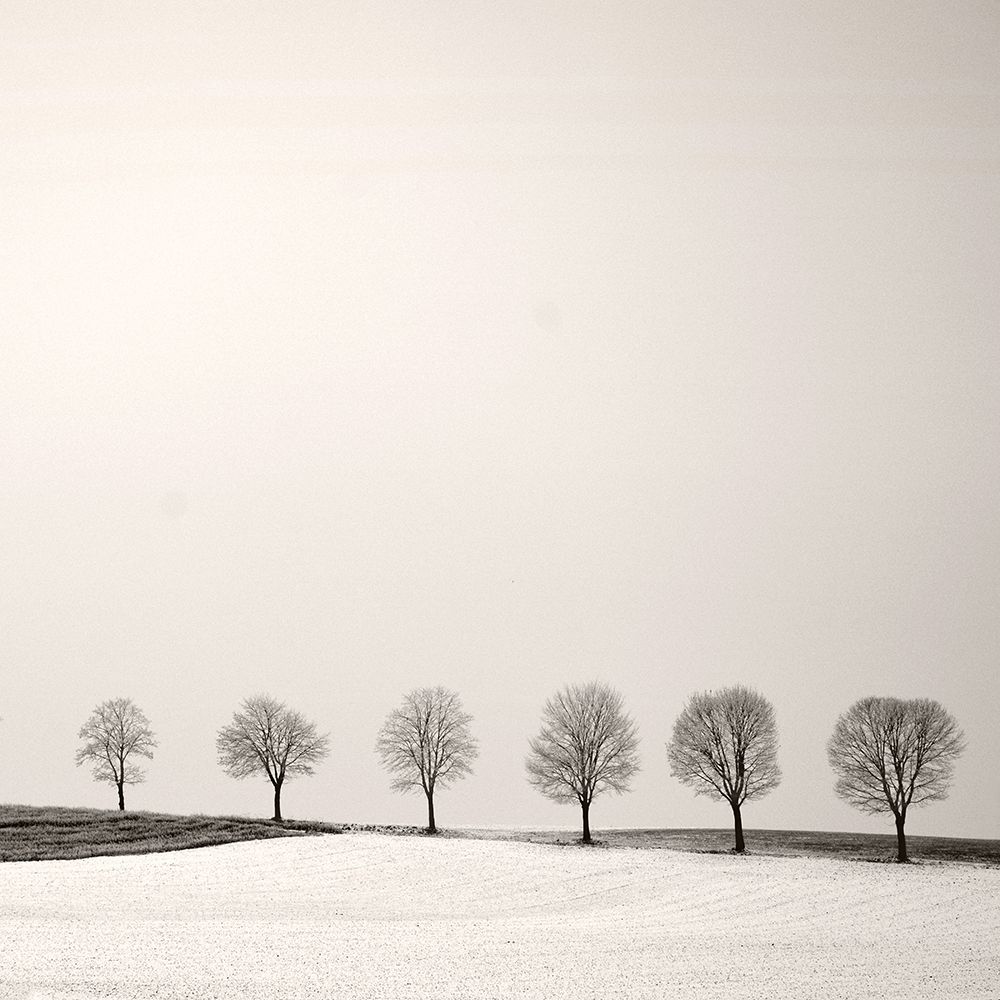 Art Print: Tree Line