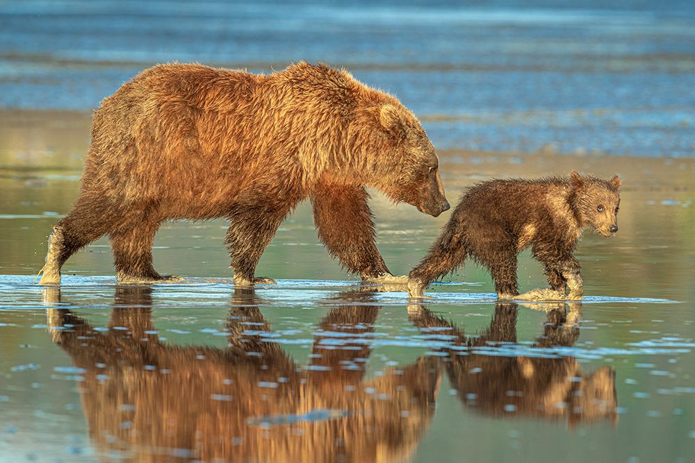 Art Print: Heading for home....