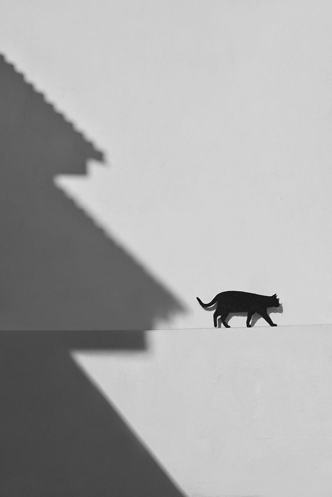 Art Print: Black Cat