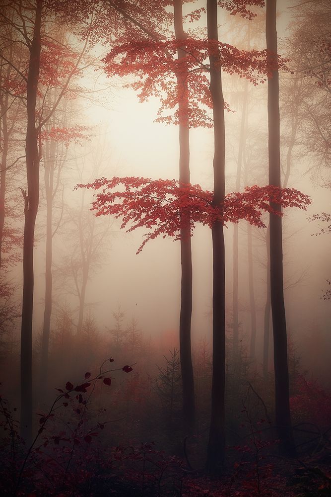 Art Print: Autumn light