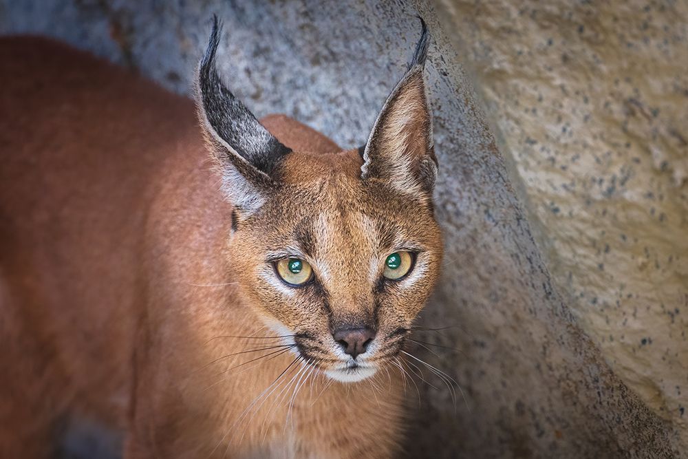 Art Print: Caracal portrait