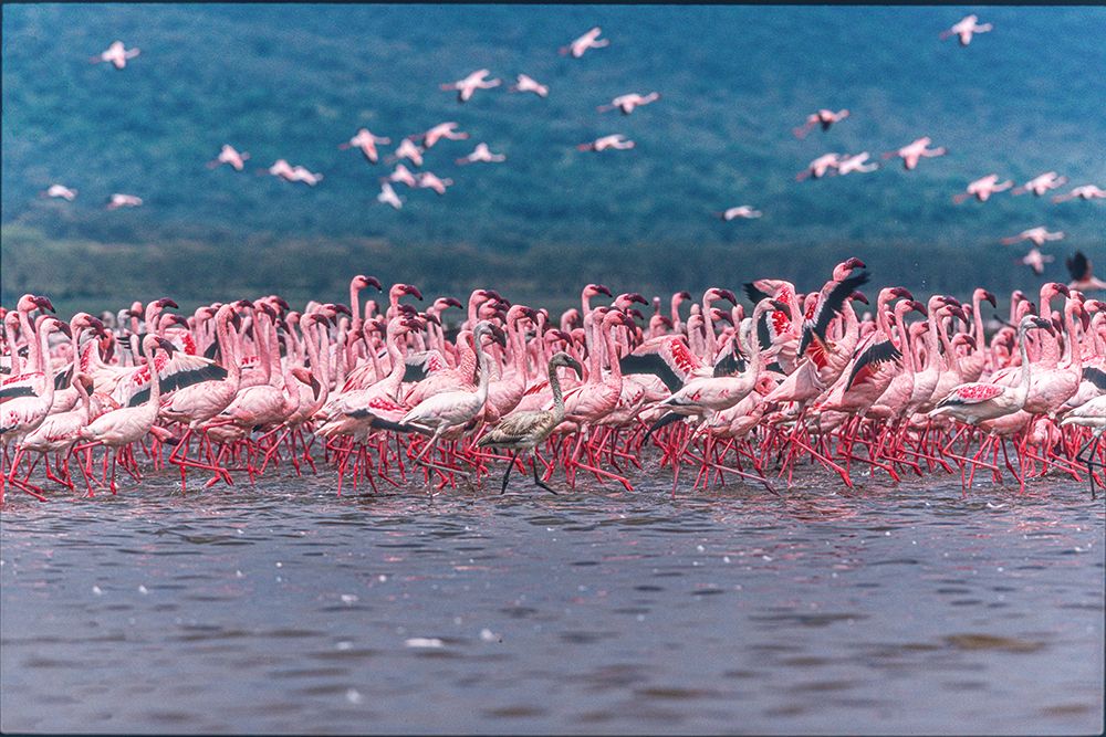 Art Print: Lake Nakuru Flamingos