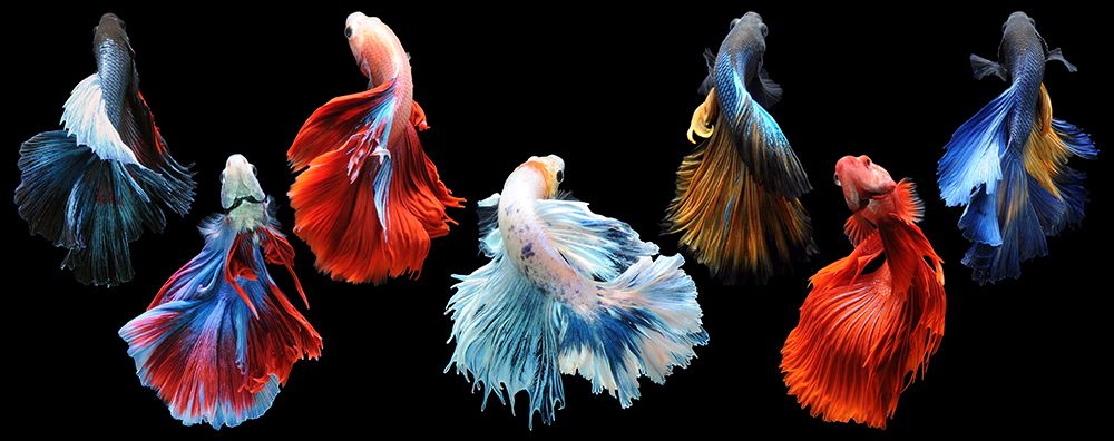Wall art: Betta Fish, by Priyadi, Andri