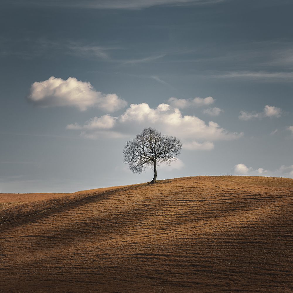 Wall art: Better Alone, by De Franzoni, Thomas