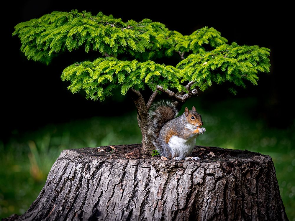 Art Print: My Little World