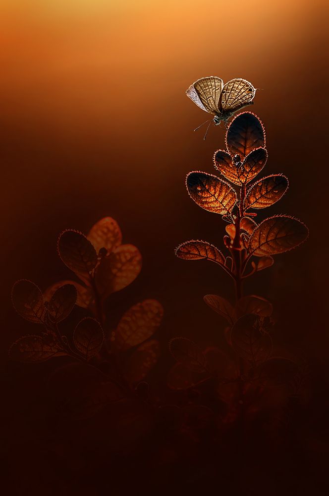 Similar wall art painting: 614237