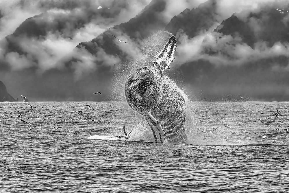 Art Print: Moby Lives