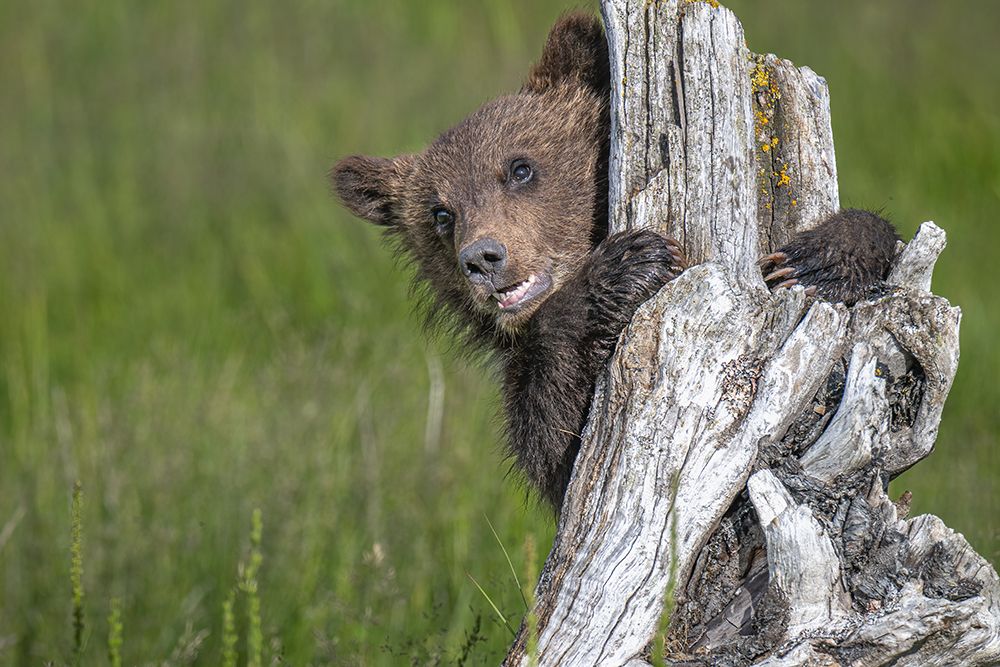 Art Print: The Adorable Grizzly Bear Cub