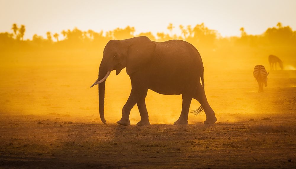 Art Print: Elephantine Sunrise