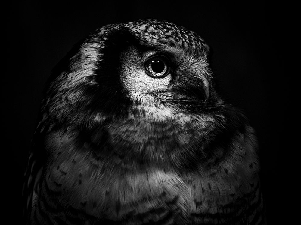 Art Print: Owl Portrait 2