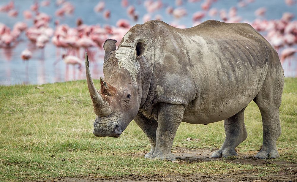 Art Print: One Of The Last