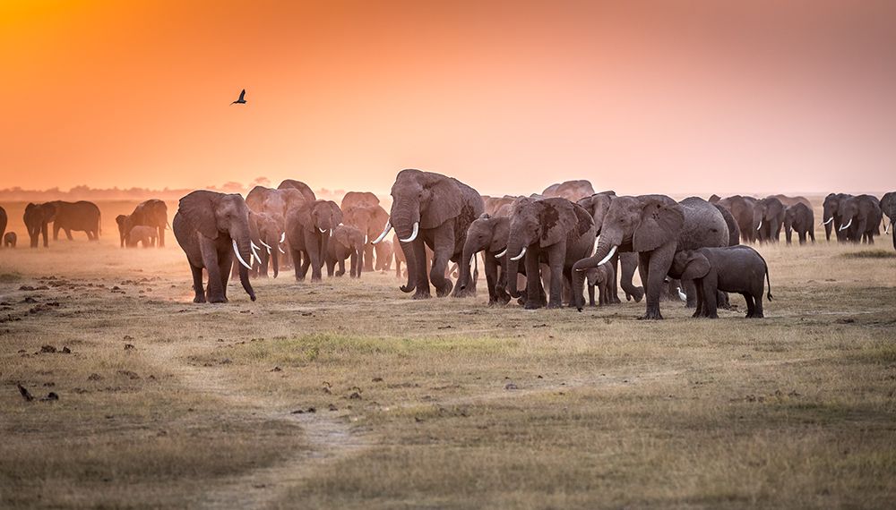 Art Print: Amboseli Morning Stroll To Starbucks