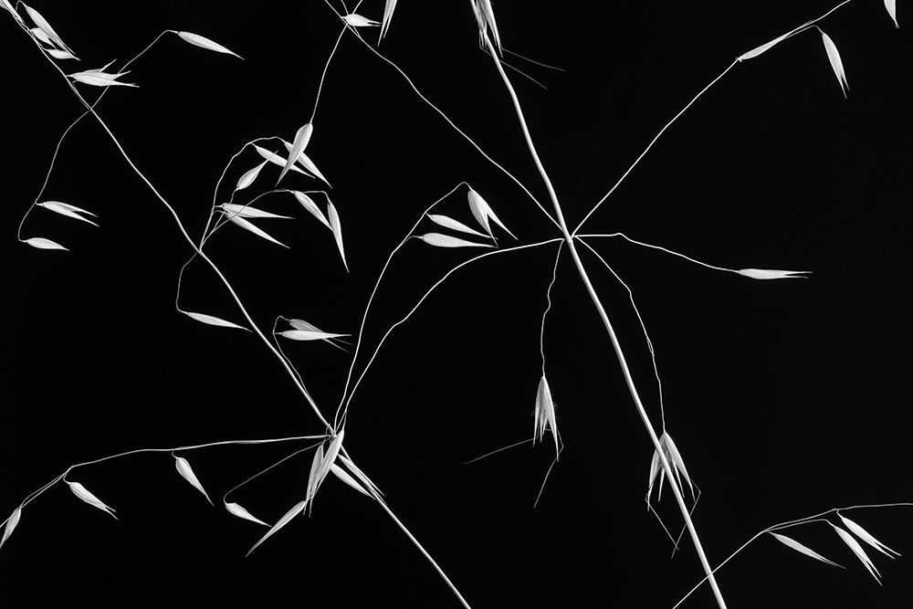 Art Print: Crossed Lines