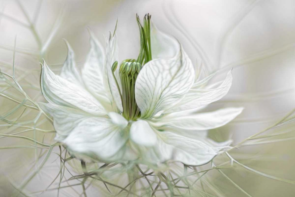 Art Print: Nigella