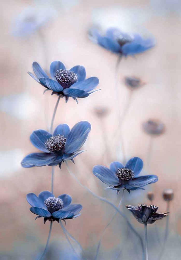 Art Print: Cosmos Blue