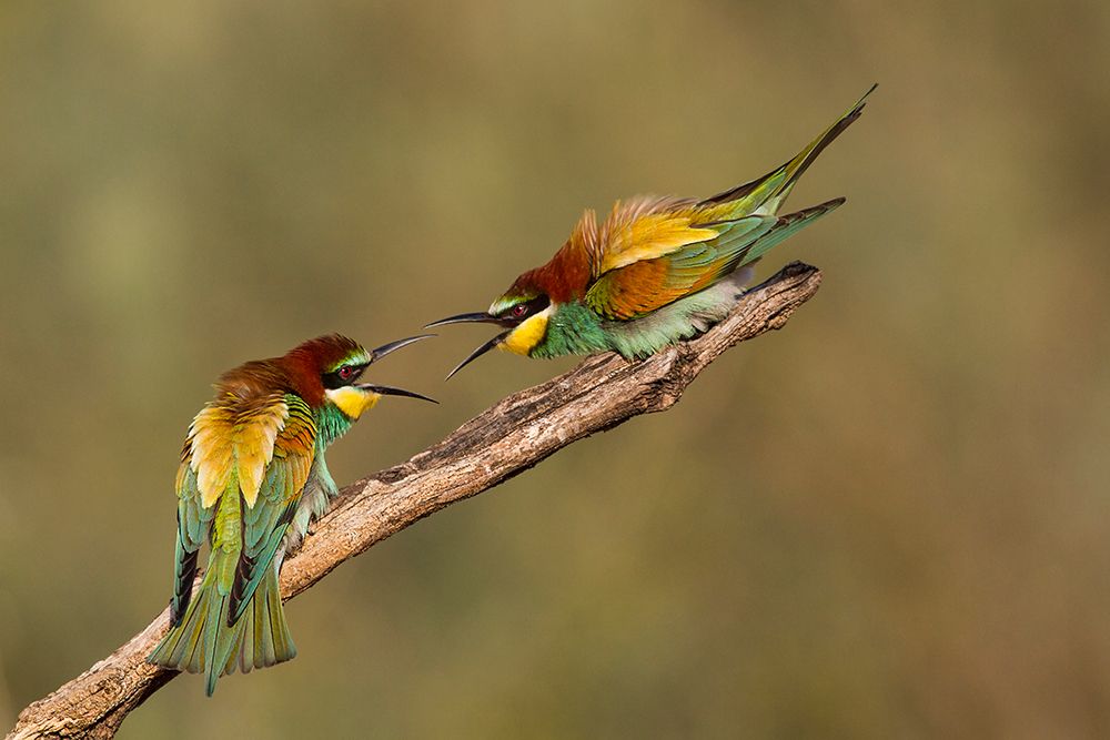 Wall Art Painting id:101666, Name: The Territory, Artist: Eichelberg, Amnon