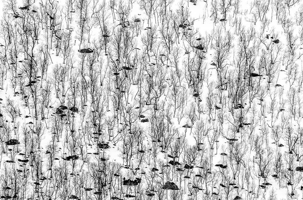 Art Print: Little Trees