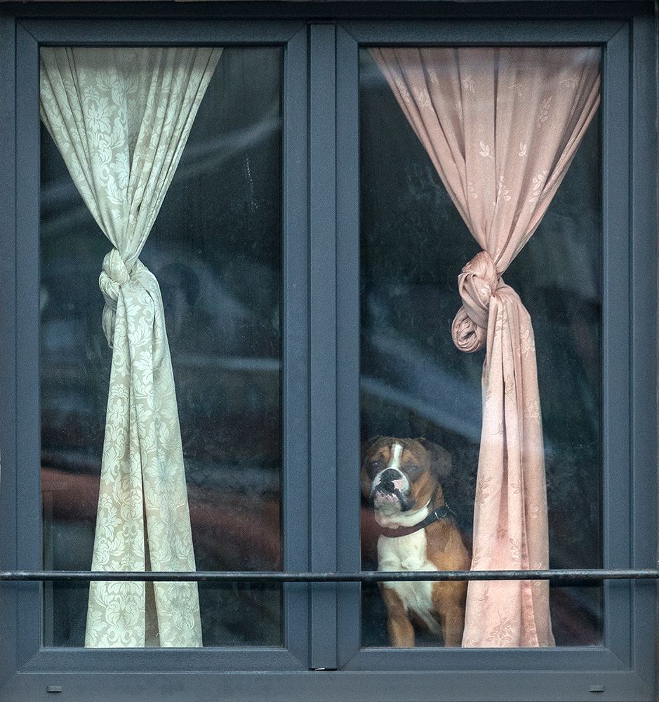 Art Print: Looking For His Buddy